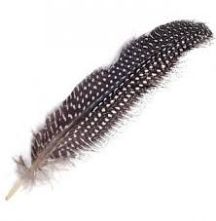 Guinee Fowl Wing Feather